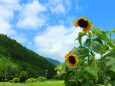 夏の里山