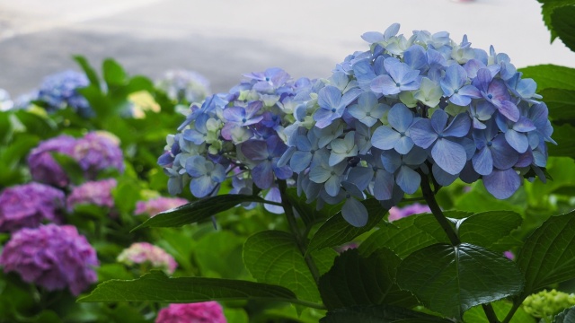 葛西臨海公園の紫陽花