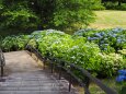 葛西臨海公園の紫陽花