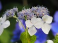 葛西臨海公園の紫陽花