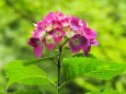 高幡不動尊の紫陽花