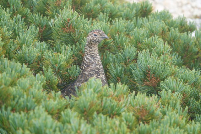 薬師岳のママ雷鳥2