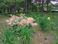 北海道ガーデンの花