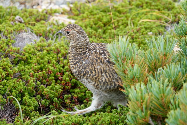 薬師岳のチビ雷鳥