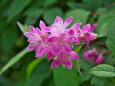 北海道ガーデンの花