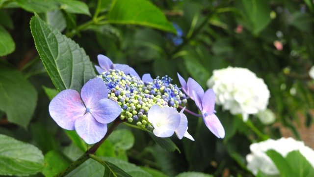 高幡不動尊の紫陽花