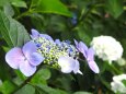 高幡不動尊の紫陽花