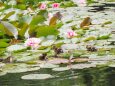 睡蓮の池の雛たち