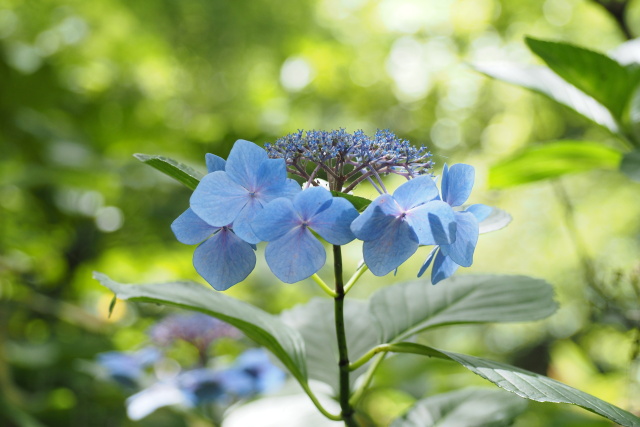 紫陽花