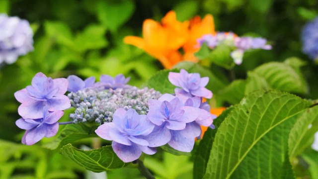 高幡不動尊の紫陽花