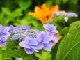 高幡不動尊の紫陽花