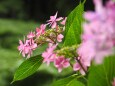 高幡不動尊の紫陽花