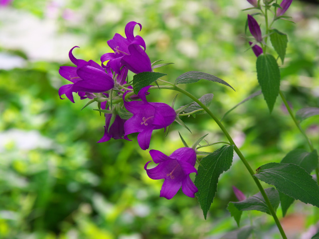 北海道ガーデンの花