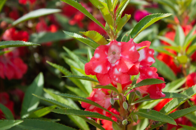 鳳仙花