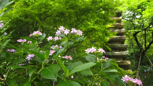 高幡不動尊の紫陽花