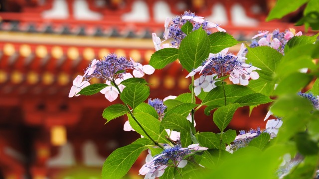 高幡不動尊の紫陽花