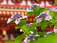 高幡不動尊の紫陽花