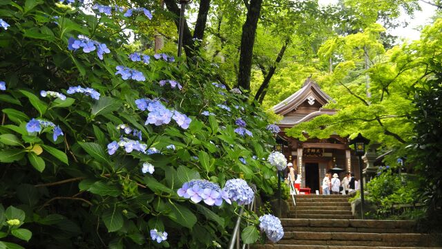 高幡不動尊の紫陽花