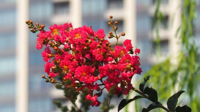 不忍池の百日紅