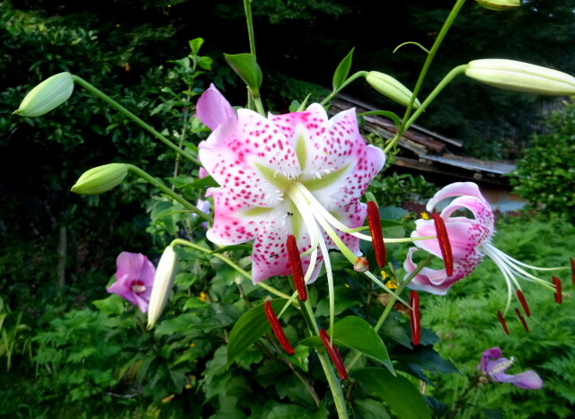 山村に咲いているユリの花