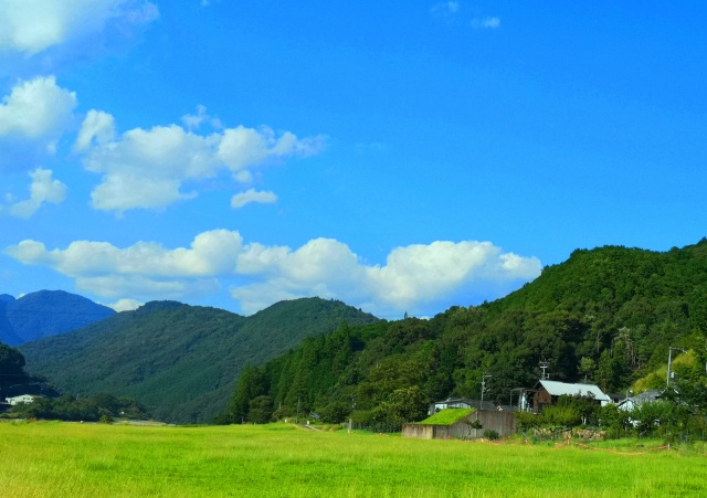 夏の里山