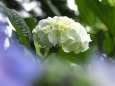 高幡不動尊の紫陽花