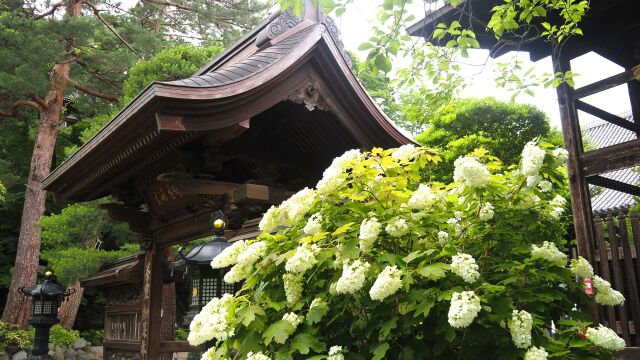 高幡不動尊の紫陽花