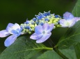 本土寺の紫陽花