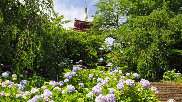 本土寺の紫陽花