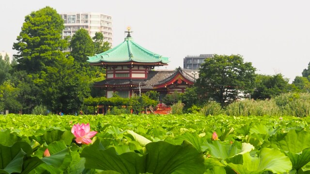 不忍池のハス