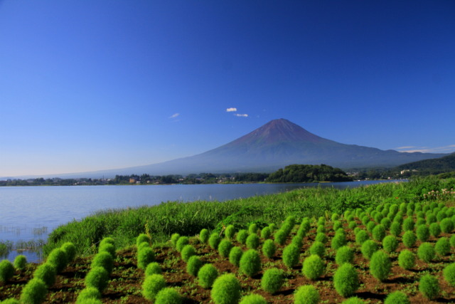 緑のコキア&富士山