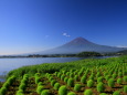 緑のコキア&富士山