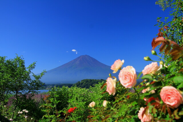 バラ&富士山