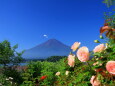 バラ&富士山