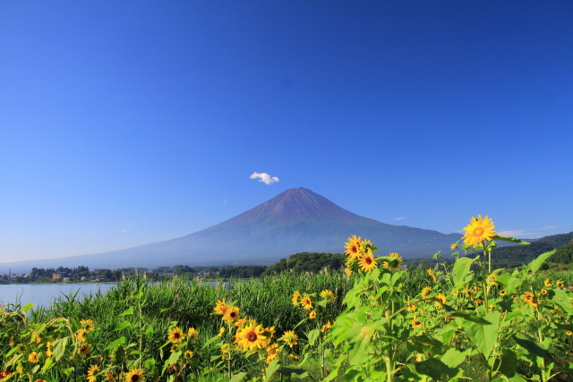 夏の富士山