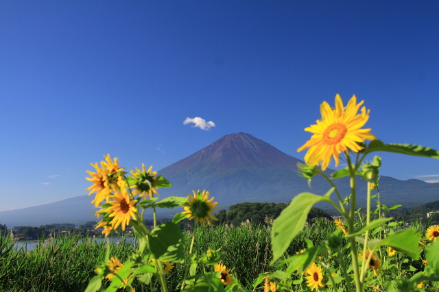 ひまわりに夏富士