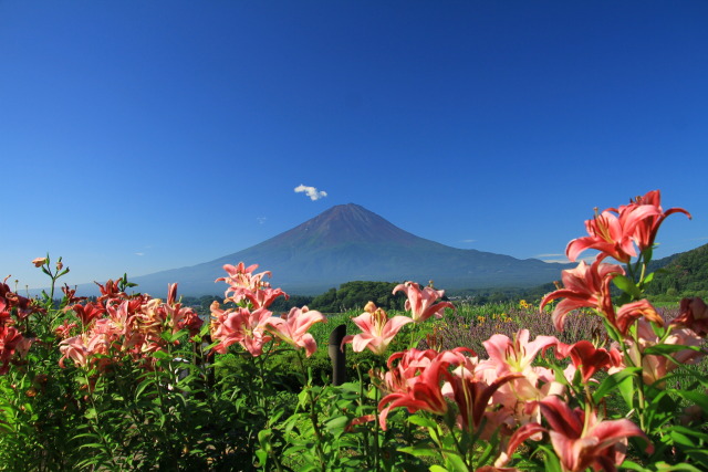 ユリ&富士山