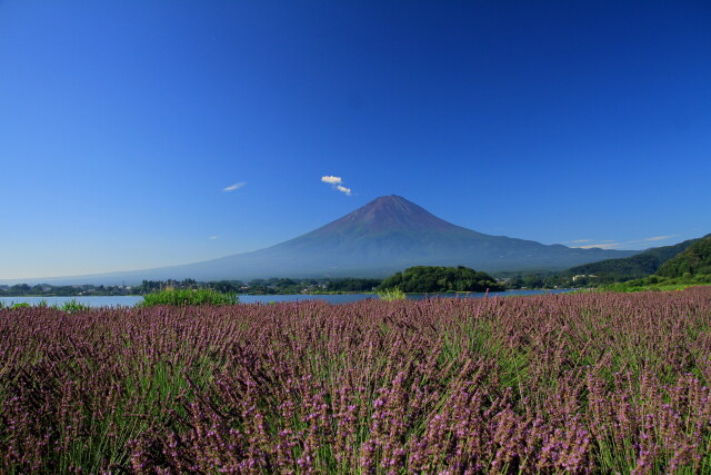 ラベンダー富士山