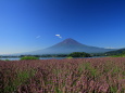 ラベンダー富士山