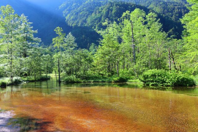 夏の田代池