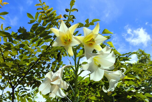 ユリの花