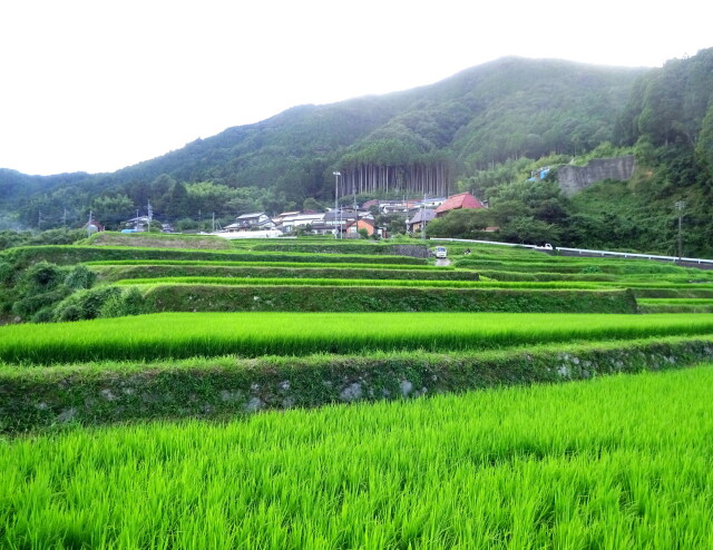 緑の棚田と山村集落