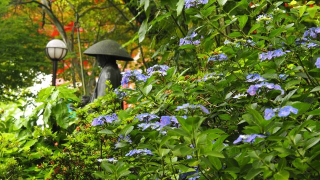 高幡不動尊の紫陽花