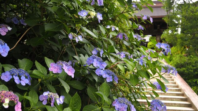 高幡不動尊の紫陽花