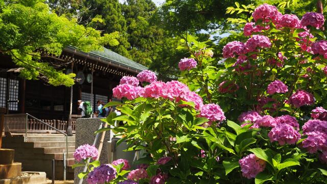 本土寺の紫陽花