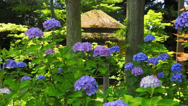 本土寺の紫陽花