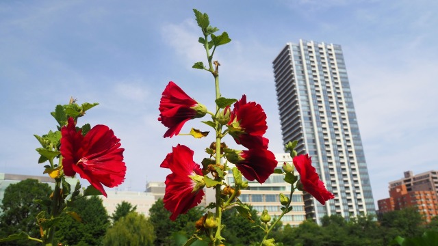 不忍池のタチアオイ