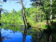 夏の水辺