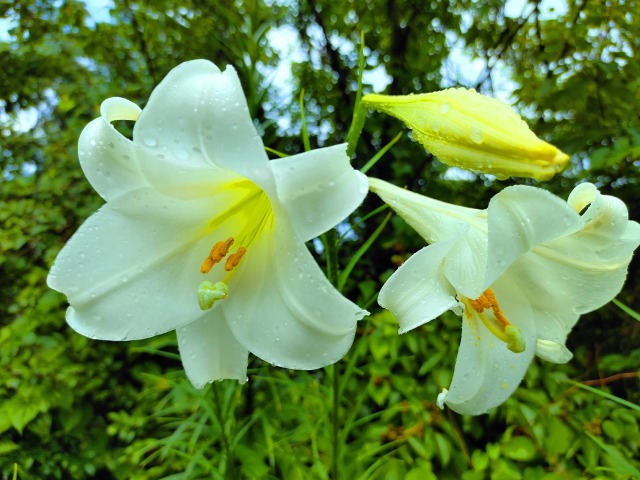 ユリの花