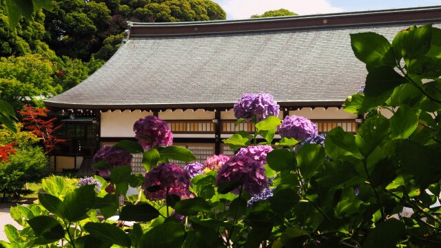 本土寺の紫陽花